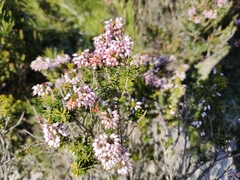 Erica multiflora