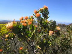 Leucospermum pluridens