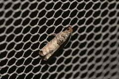Spilonota constrictana