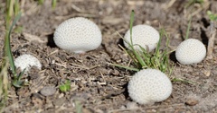 Lycoperdon marginatum
