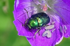 Cryptocephalus sericeus