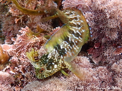 Parablennius incognitus