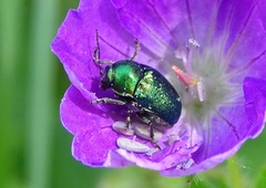 Cryptocephalus sericeus