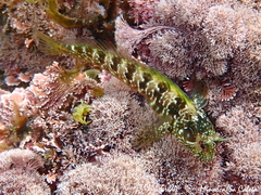 Parablennius incognitus