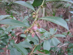 Lyonia