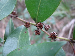 Lyonia