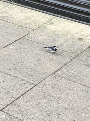 Motacilla alba yarrellii