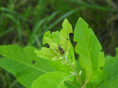 Naupactus versatilis