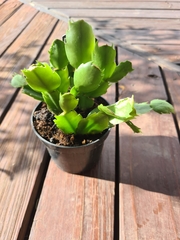 Schlumbergera truncata