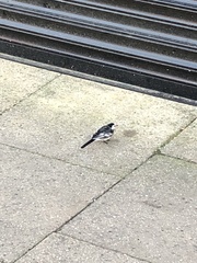 Motacilla alba yarrellii