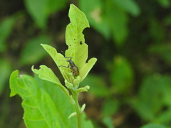 Naupactus versatilis