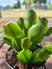 Schlumbergera truncata