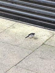 Motacilla alba yarrellii