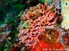 Tricleocarpa fragilis