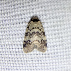 Thallarcha leptographa