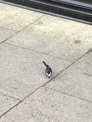 Motacilla alba yarrellii