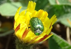 Cryptocephalus sericeus