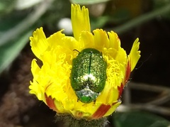 Cryptocephalus sericeus