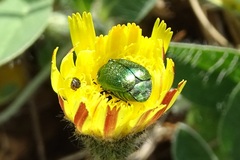 Cryptocephalus sericeus