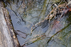 Lithobates sylvaticus