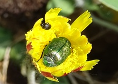 Cryptocephalus sericeus