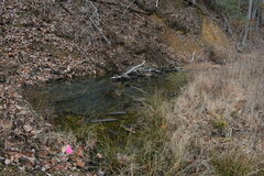 Lithobates sylvaticus