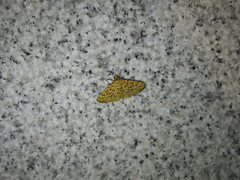 Conogethes