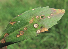 Septoria erigerontis
