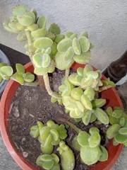 Cotyledon tomentosa