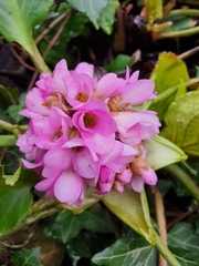 Bergenia crassifolia