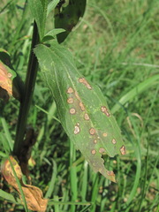 Septoria erigerontis