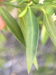 Vallesia glabra