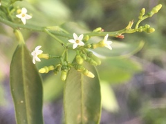 Vallesia glabra