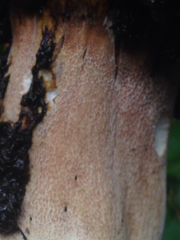 Boletus regineus