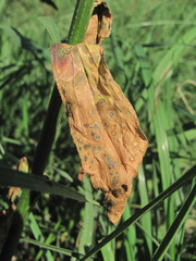 Septoria erigerontis