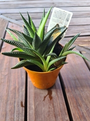 Haworthia