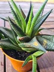 Haworthia