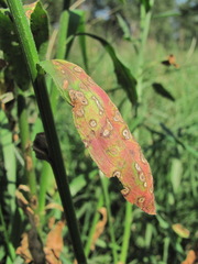 Septoria erigerontis