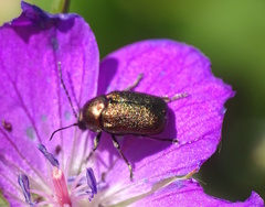 Cryptocephalus sericeus