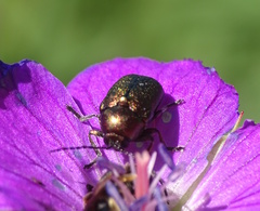 Cryptocephalus sericeus