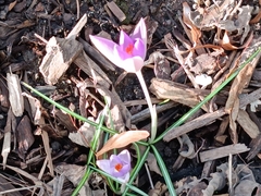 Crocus
