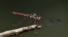Orthemis nodiplaga