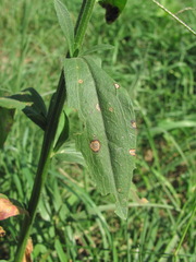 Septoria erigerontis