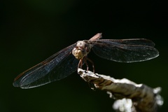Orthemis nodiplaga