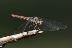 Orthemis nodiplaga