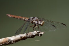 Orthemis nodiplaga