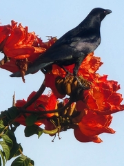 Corvus sinaloae