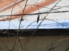 Heliomaster furcifer