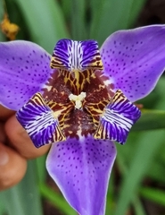 Trimezia coerulea