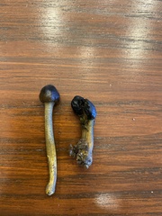 Tolypocladium capitatum